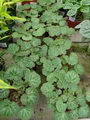 ساگسیفراژ,Strawberry Begonia
